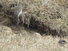 Junco hyemalis
