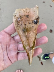 Pinnidae