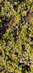 Selaginella cinerascens