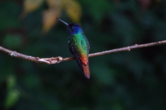 Chrysuronia oenone