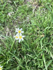 Nothoscordum bivalve