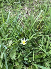 Nothoscordum bivalve