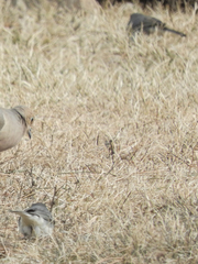 Junco hyemalis