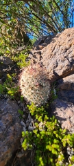 Mammillaria dioica dioica