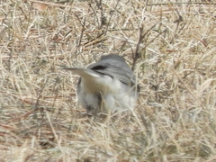 Junco hyemalis