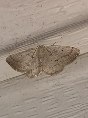 Lomographa glomeraria