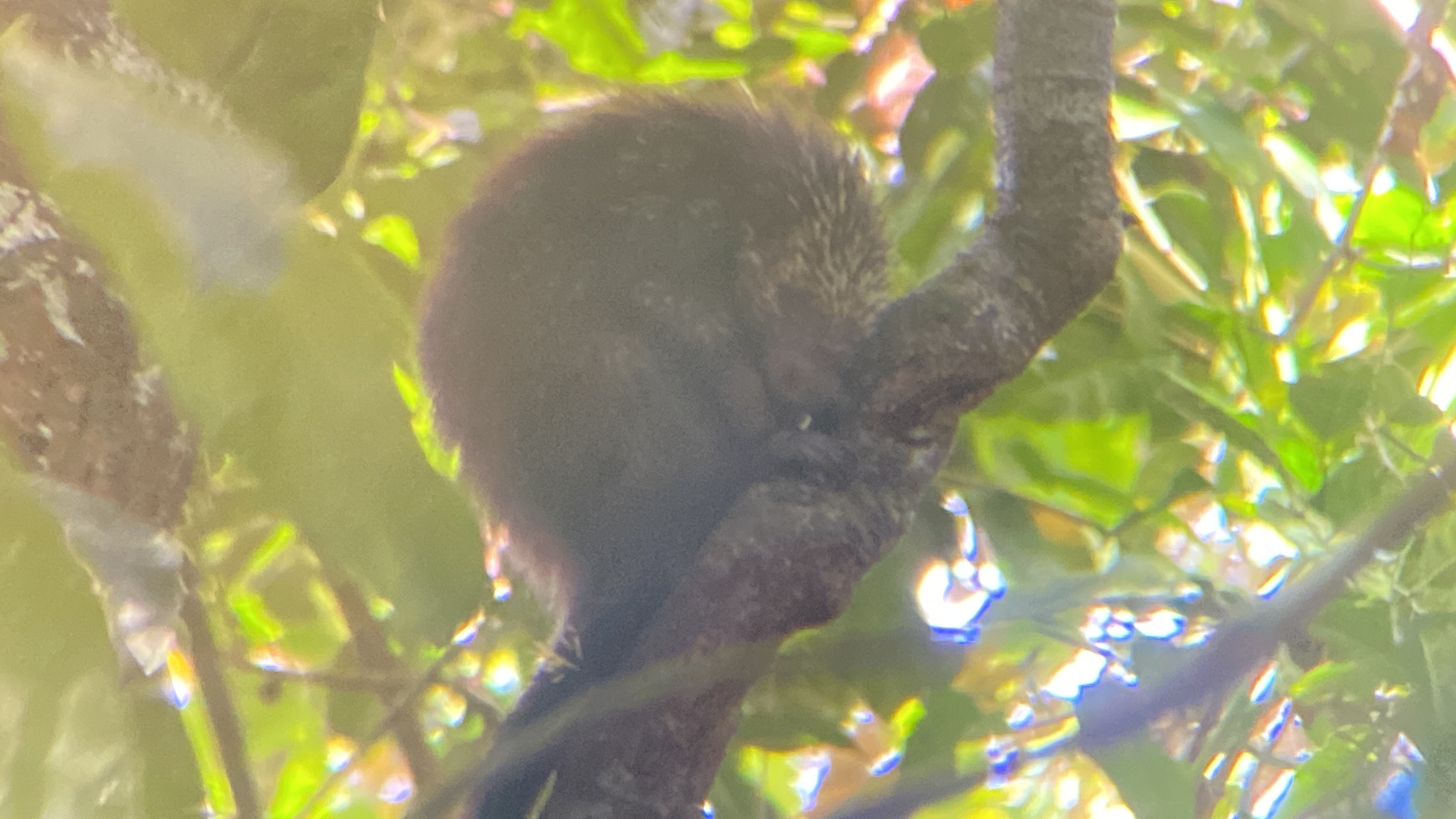 Sphiggurus mexicanus (Kerr, 1792)