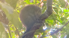 Coendou mexicanus