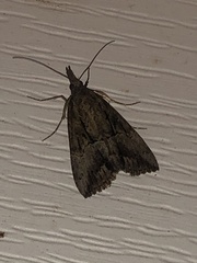 Hypena scabra