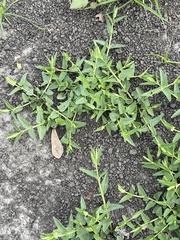 Scutellaria racemosa