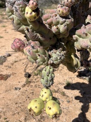 Cylindropuntia cholla