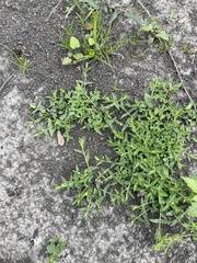 Scutellaria racemosa