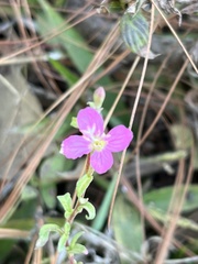 Oenothera rosea