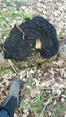 Ischnoderma benzoinum