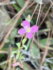 Oenothera rosea