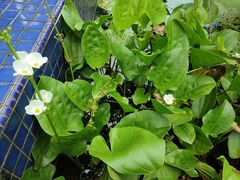 Echinodorus cordifolius