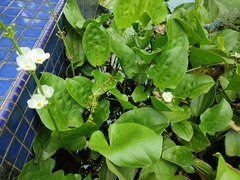 Echinodorus cordifolius