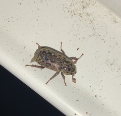 Mitophyllus