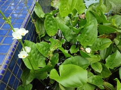 Echinodorus cordifolius