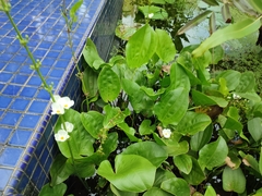 Echinodorus cordifolius