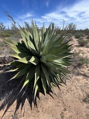 Agave shawii