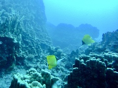 Forcipiger flavissimus