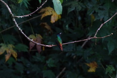 Chrysuronia oenone