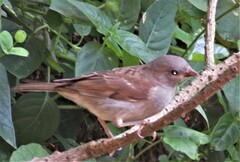 Passer diffusus stygiceps