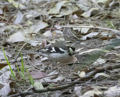Dendronanthus indicus