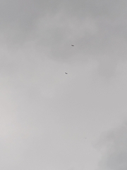 Spilornis cheela