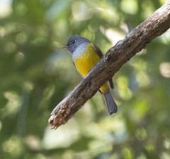 Culicicapa ceylonensis