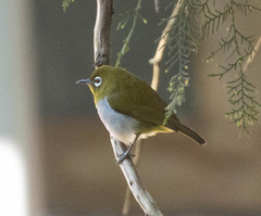 Zosterops ceylonensis