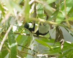 Parus cinereus