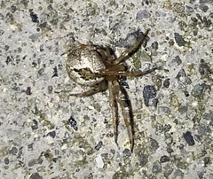 Cryptachaea veruculata