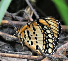 Byblia anvatara acheloia