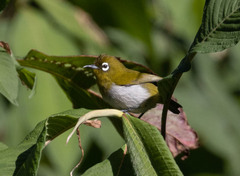 Zosterops ceylonensis