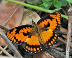 Byblia anvatara acheloia