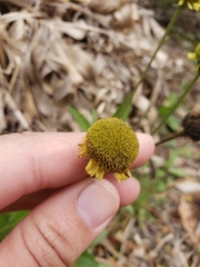 Helenium puberulum