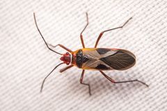 Dysdercus mimus