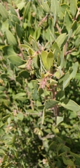 Arctostaphylos pilosula