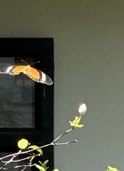Danaus chrysippus