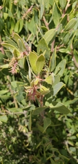 Arctostaphylos pilosula