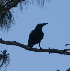 Corvus macrorhynchos culminatus