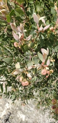 Arctostaphylos pilosula