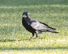 Corvus macrorhynchos culminatus