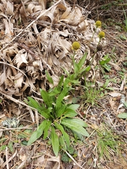 Helenium puberulum