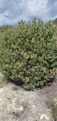 Arctostaphylos pilosula