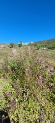 Lepidium nitidum