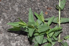Scutellaria racemosa