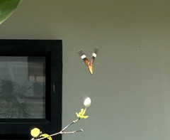 Danaus chrysippus